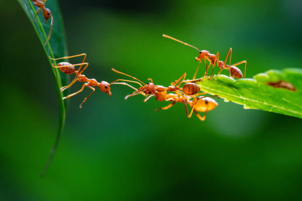 istock Ant action standing. Ant bridge unity team, Concept team work together 2148971726