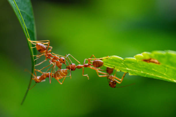 istock Ant action standing. Ant bridge unity team, Concept team work together 2148971930