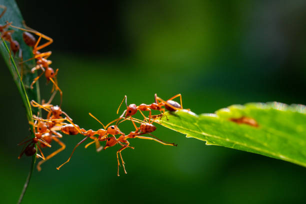 istock Ant action standing. Ant bridge unity team, Concept team work together 2148971972