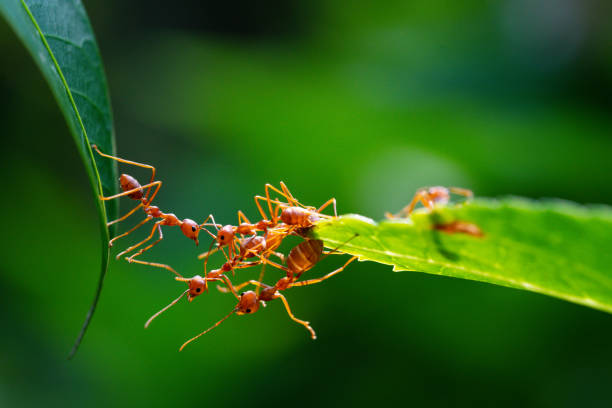 istock Ant action standing. Ant bridge unity team, Concept team work together 2148972041