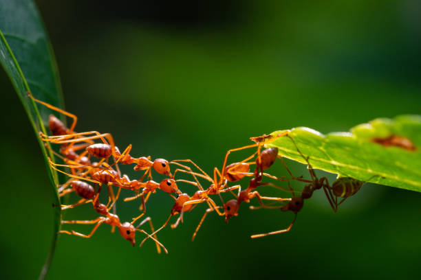 istock Ant action standing. Ant bridge unity team, Concept team work together 2148972060