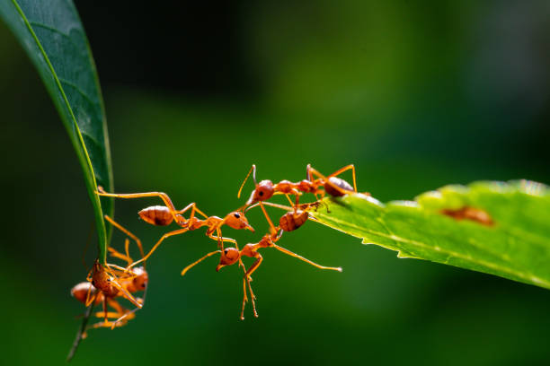 istock Ant action standing. Ant bridge unity team, Concept team work together 2148972071