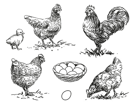 Chicken - set of farm animals poultry illustration, black and white drawings of hen, rooster, chick and egg, isolated on white background, vector