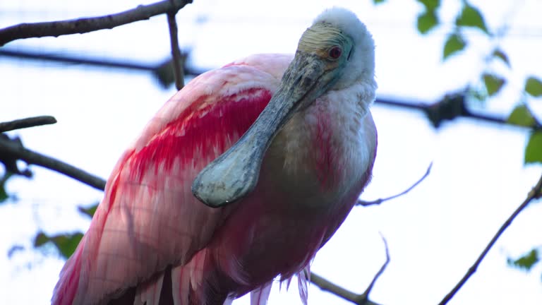 Close view of a spoonbill ibis on a branch