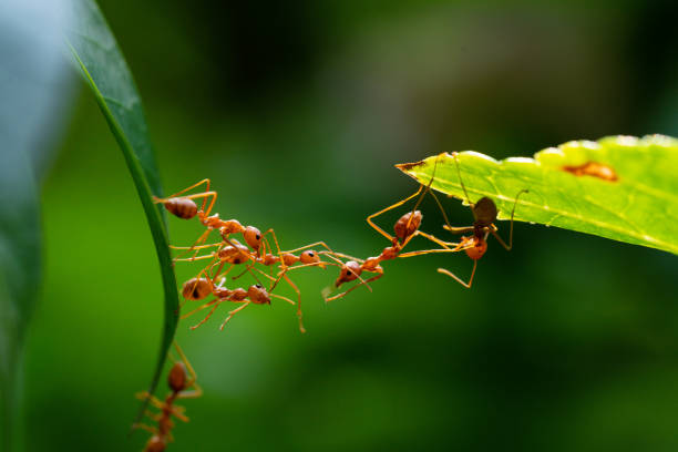 istock Ant action standing. Ant bridge unity team, Concept team work together 2148972138