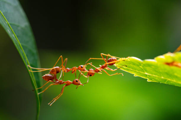 istock Ant action standing. Ant bridge unity team, Concept team work together 2148972200
