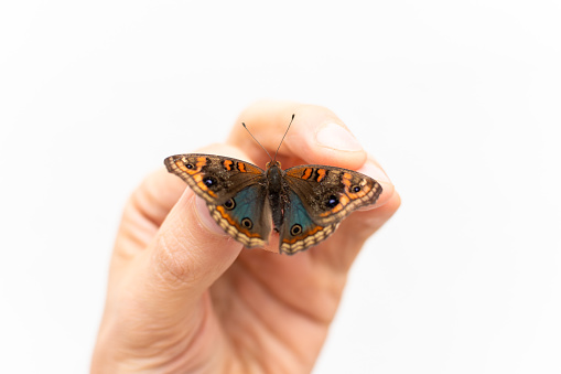 Four-eyed butterfly (Junonia genoveva) perched on a human hand.
