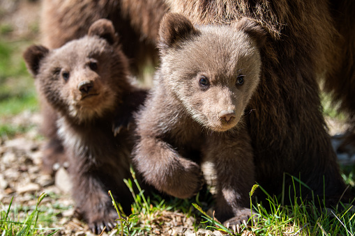 Two young brown bear cub in the forest. Portrait of brown bear, animal in the nature habitat. Wildlife scene from Europe