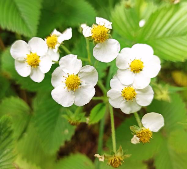 istock Wild strawberry blossom, macro. Beautiful spring nature. 2148974472