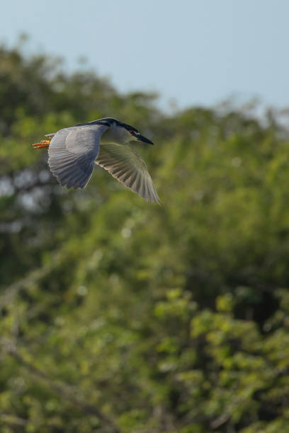 istock Black-crowned Night-heron, Nycticorax nycticorax (hoactli), Tobago 2148975989