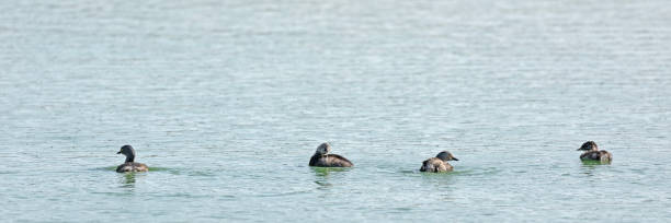 istock 4 Least Grebes, Tachybaptus dominicus (brachyrhynchus): Tobago 2148976028