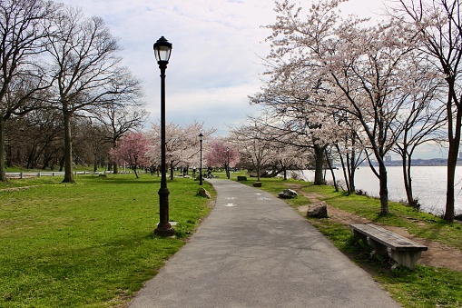 View of the curving pedestrian and bike lane along the Manhattan Waterfront Greenway lined with blossoming cherry trees by the Hudson River in Riverside Park in West Harlem, New York City on a spring day