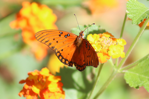 Gulf fritillary on some beautiful yellow and orange flowers on a college campus in south Texas.