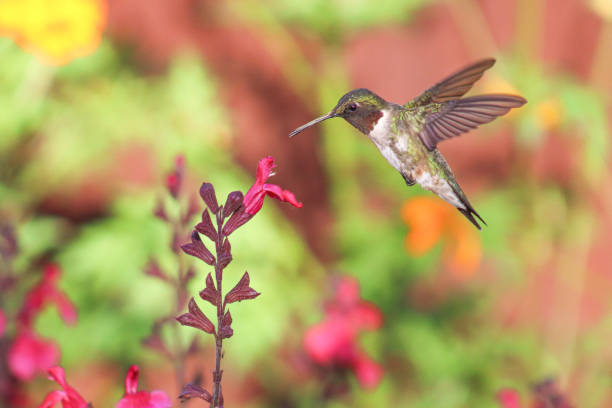istock Hummingbird and flower 2148976210