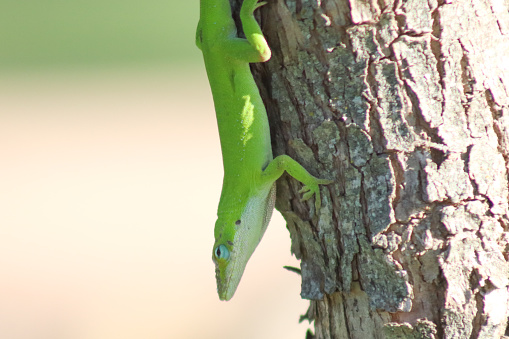 Green anole on a tree at a botanical garden on a college campus in south Texas