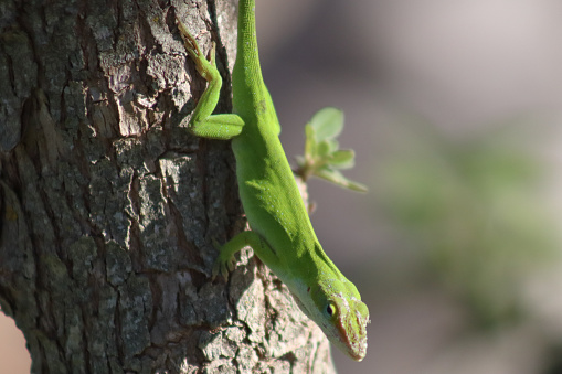 Green anole in a tree at a botanical garden on a college campus in south Texas