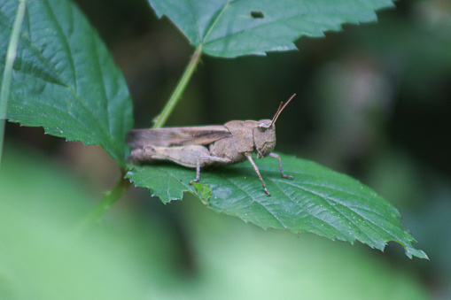 Brown grasshopper on a leaf in a forest
