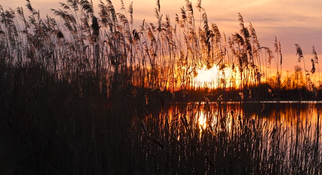 grass growing on the shore of the lake during sunset