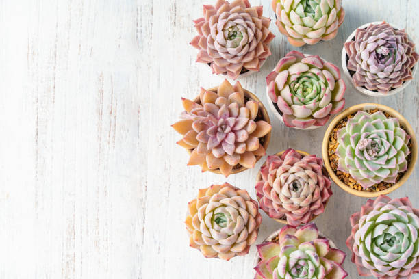 istock Succulent plants Echeveria background 2148976929