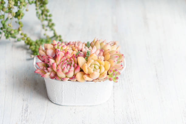 Pot gardening mainly succulent echeveria plants