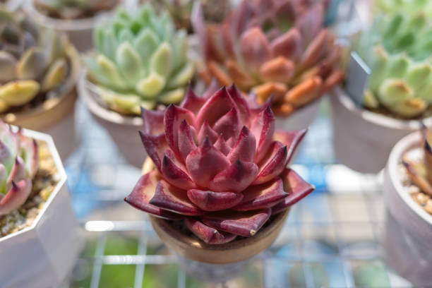 Succulent plants Echeveria agavoides-v  ' Romeo ' in summer form