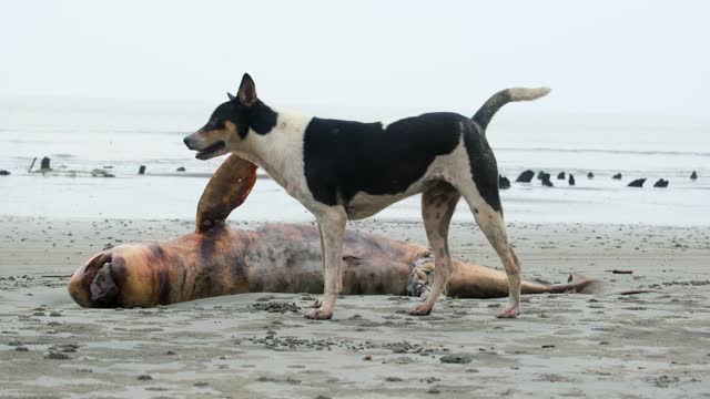 Sea Lion Carcass Decomposing  and a Dog Inspecting, Pollution Sea Disaster