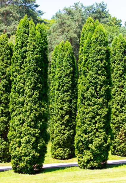 istock Trimmed thuja in the park in nature 2148977553