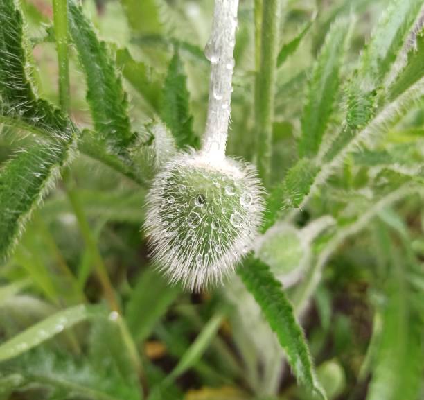 Stamen of red poppy