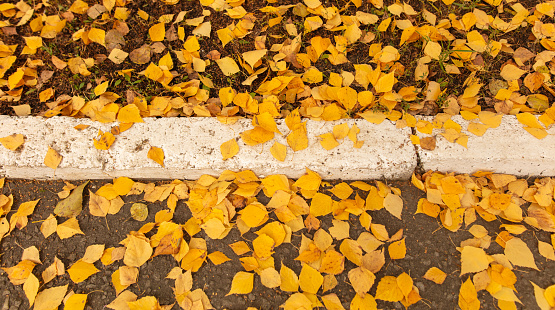 Fallen leaves from a birch on a white sidewalk border. Autumn.
