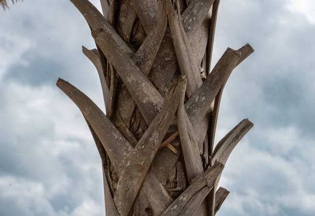 Palm tree skeleton against blue sky