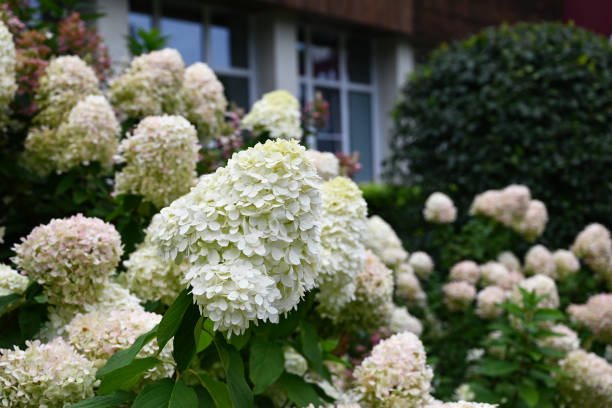 istock Summer private garden with blooming hydrangea Annabelle. Lush lawn edge, beautiful path. Landscape design 2148980550
