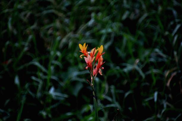 istock wild beri flower plant - Canna limbata 2148980807