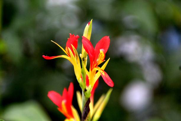 istock wild beri flower plant - Canna limbata 2148980817