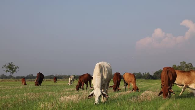 A view of herds of white and brown cattle munching on weeds growing on the ground.