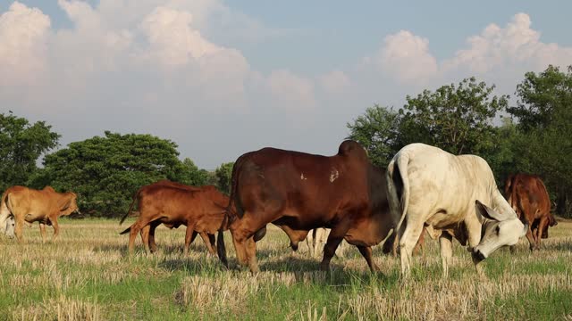 A view of herds of white and brown cattle munching on weeds growing on the ground.