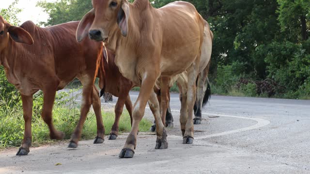 A view of a herd of cattle, both white and brown, walking on a paved road.