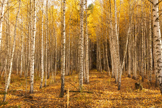 Trunks of young birches in the forest in autumn.
