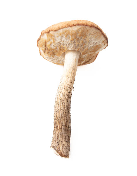 istock Boletus mushrooms isolated on white background 2148981339