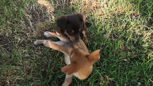 Two cute Doberman puppies having fun playing together, biting each other, turning over and tumbling on the grass in the sun's rays. Happy carefree life of pets