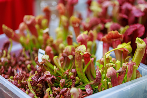 The tropical carnivorous plants, pitcher plants, are displayed in a box for sale at a plant nursery store.