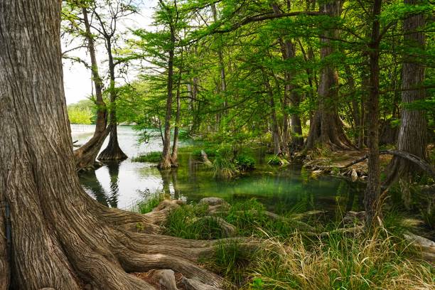 Cyprus trees line the Frio River walk at