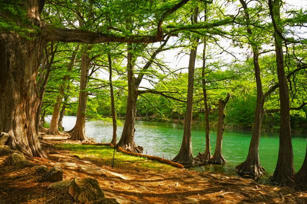 istock Cyprus trees line the Frio River walk at 2148981399