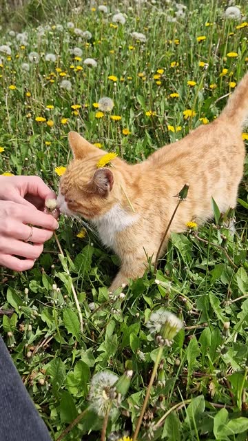 Young woman playing in the nature with her favorite orange kitten. Female master and a cute pet having fun on a dandelion meadow, petting the ginger cat and admiring spring season flowers