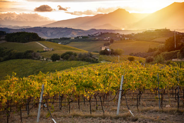 istock Sunset in countryside with vineyard in fall 2148982036
