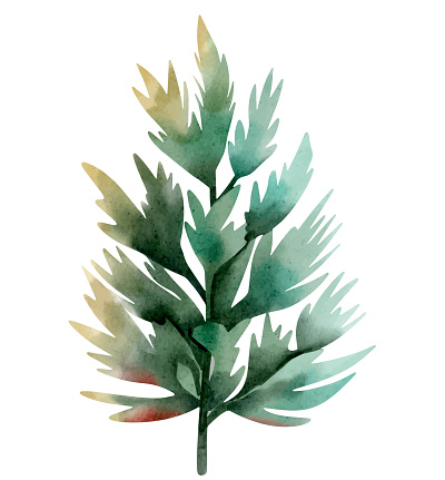 Watercolor tree. Hand drawn fir. Watercolor woodland. Watercolor nature element
