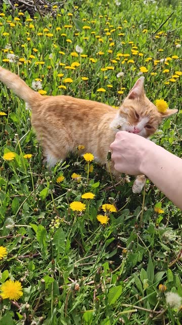 Young woman playing in the nature with her favorite orange kitten. Female master and a cute pet having fun on a dandelion meadow, petting the ginger cat and admiring spring season flowers