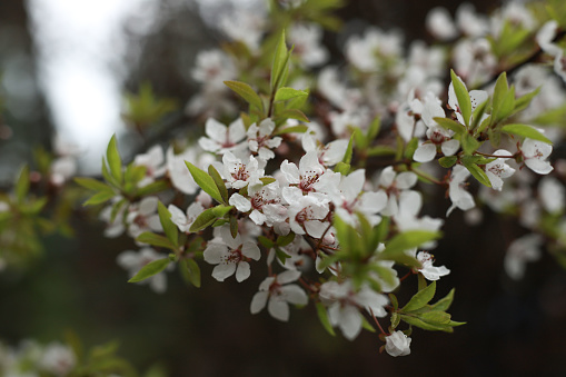 nature. blossoming apricot tree. white flowers on a tree