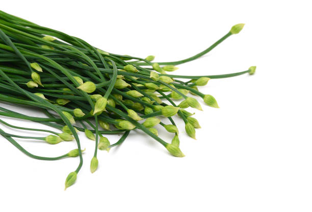 Chives flower isolated on white background.