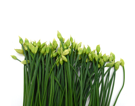 Chives flower isolated on white background.