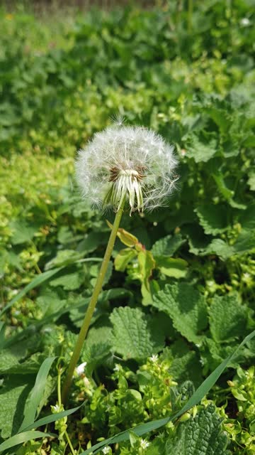 Dandelion blowball seeds moved by the calm spring wing. Natural background with green nature